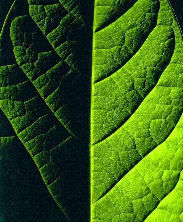 Advacardo Leaf 